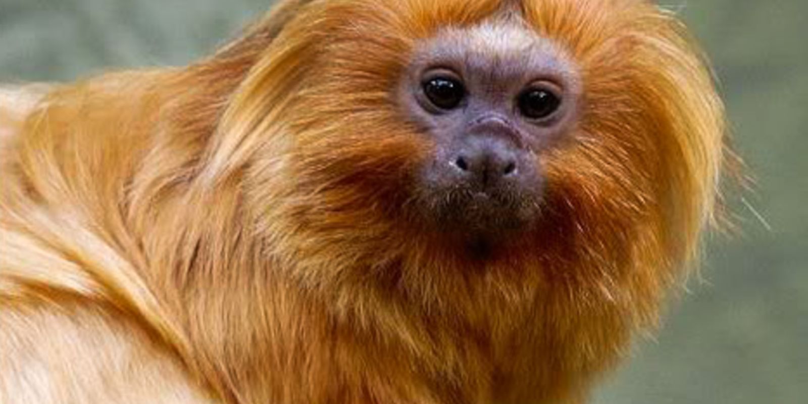 COP17 da Biodiversidade começa segunda