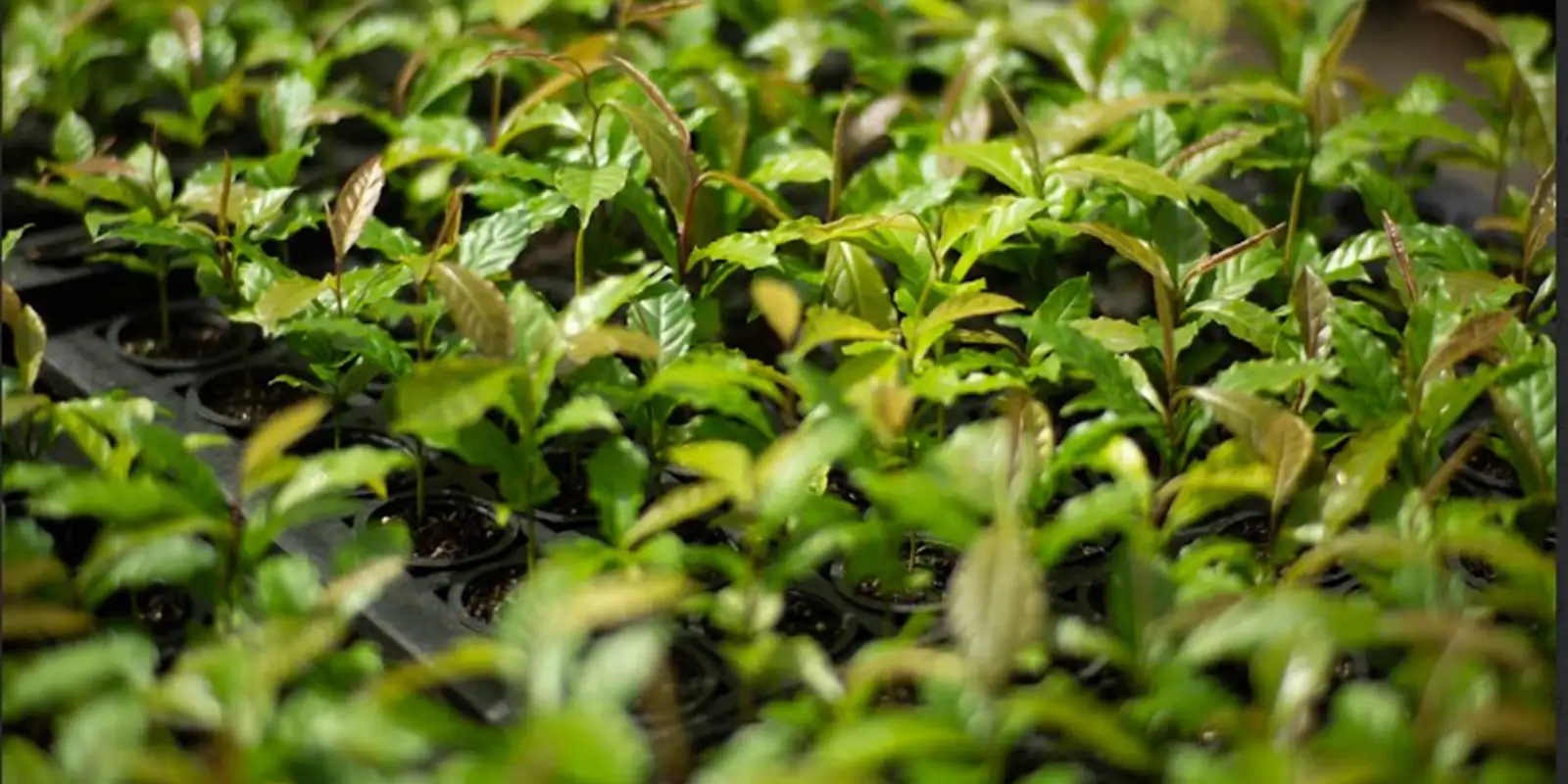 Mata Atlântica: de bioma devastado a exemplo de restauração florestal