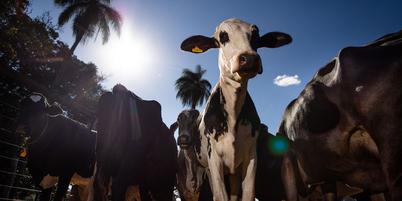 União Europeia oficializa veto à carne brasileira a partir de setembro; prejuízo é de US$ 2 bi anual
